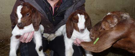 Boer goat kids